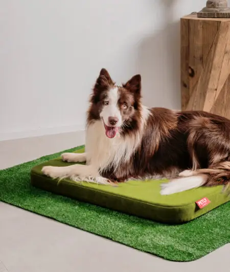 Cuscino sfoderabile per cani taglia media e gatti colore verde - petly